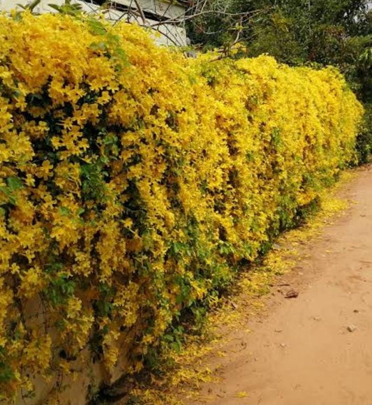 Cat's Claw Creeper Plant | Fast-Growing Yellow Flowering Climber for Outdoor Walls & Fences | Macfadyena unguis-cati - Best Selling