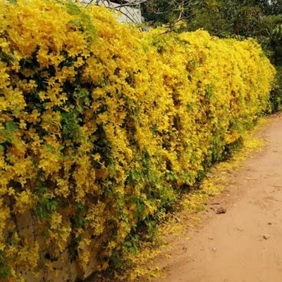 Cat's Claw Creeper Plant | Fast-Growing Yellow Flowering Climber for Outdoor Walls & Fences | Macfadyena unguis-cati - Best Selling