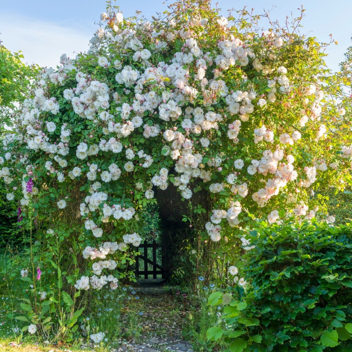 Exotic Hybrid Climbing Rose Flower Seeds – Pack of 20  -Fogal Dutchki - Rose Seeds