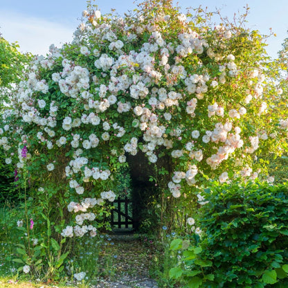 Exotic Hybrid Climbing Rose Flower Seeds – Pack of 20  -Fogal Dutchki - Rose Seeds