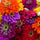 Zinnia Flower 50 Seeds Mix – Bright, Long-Lasting Garden Blooms - Flower Seeds