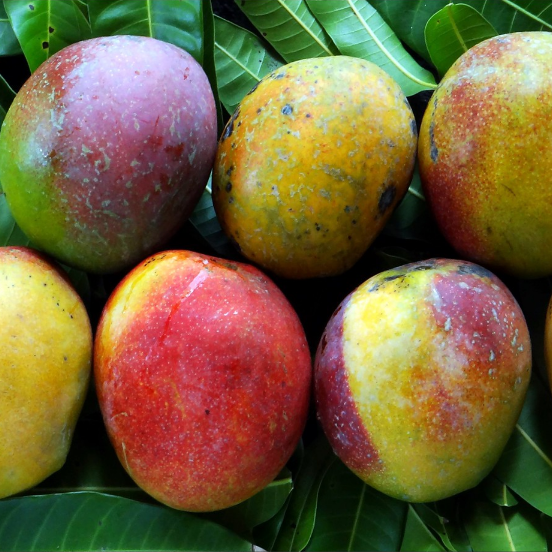 Zill Mango Plant – Live Grafted Exotic Mango Fruit Plant - Fruit Plants