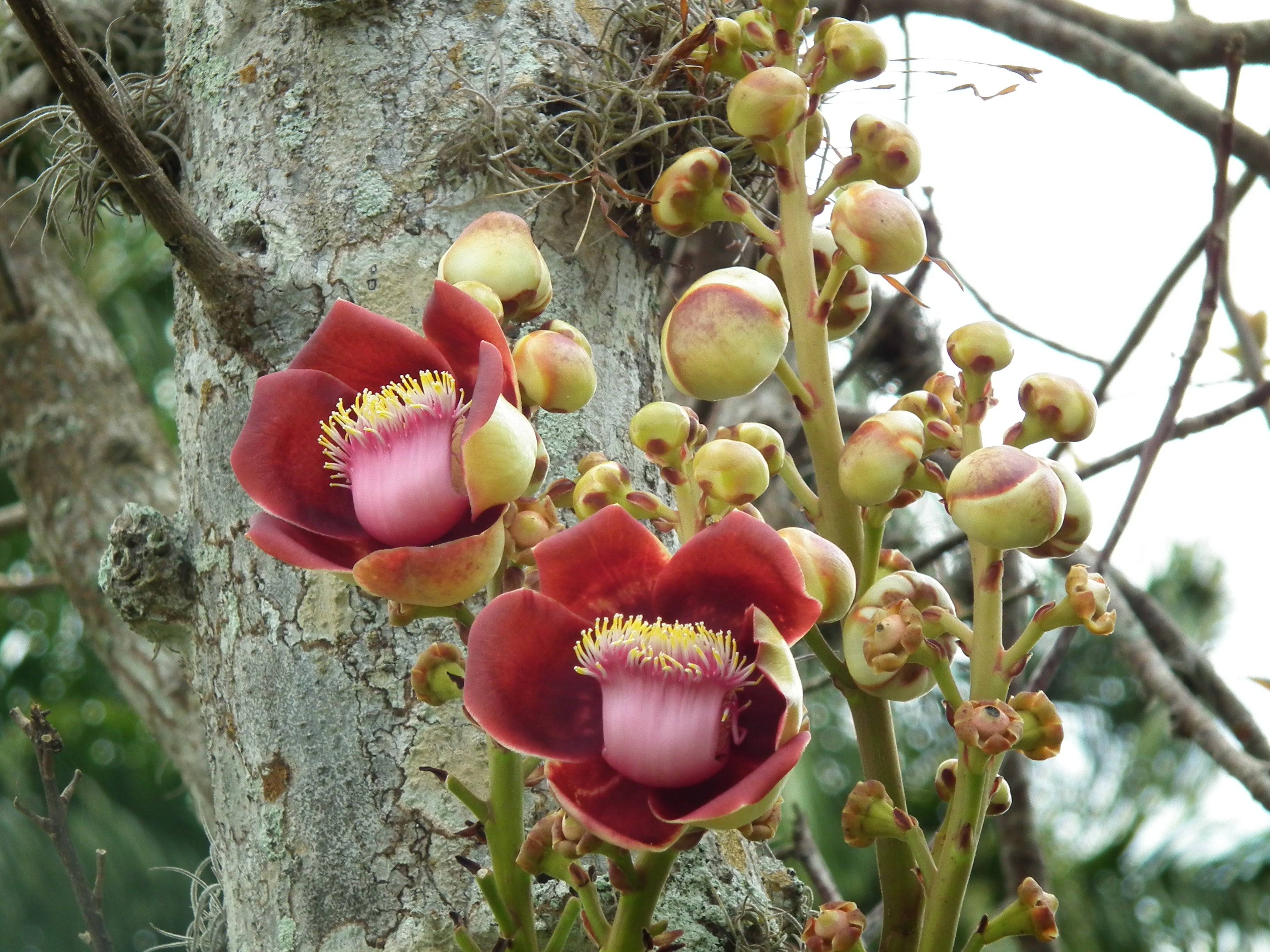 Authentic Nagalingam (Couroupita Guianensis) Medicinal Plant - Healthy Live Sapling