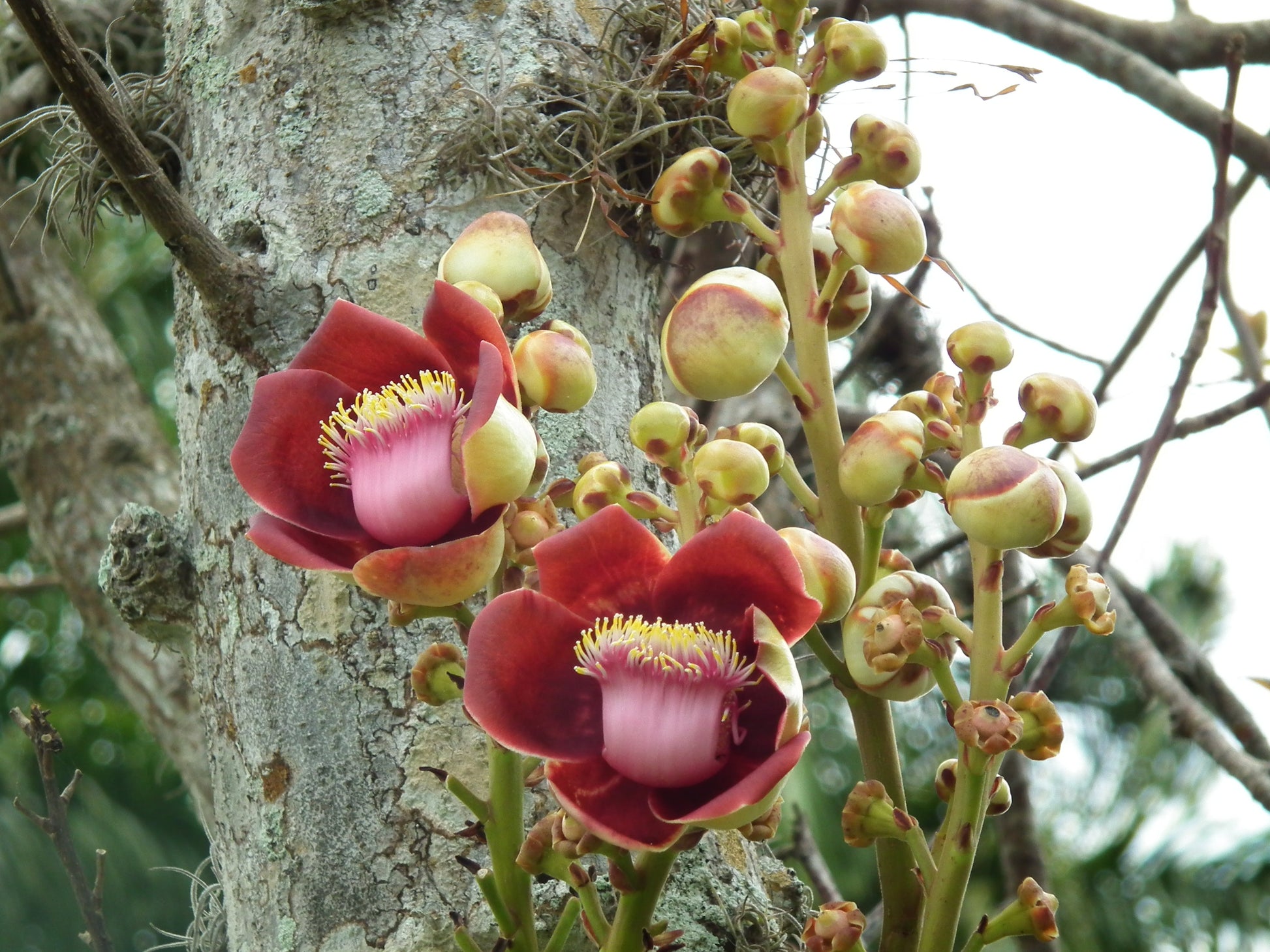 Authentic Nagalingam (Couroupita Guianensis) Medicinal Plant - Healthy Live Sapling