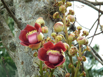 Authentic Nagalingam (Couroupita Guianensis) Medicinal Plant - Healthy Live Sapling