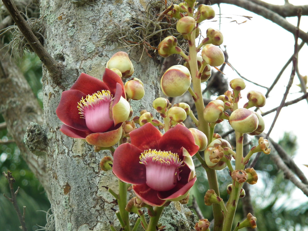 Authentic Nagalingam (Couroupita Guianensis) Medicinal Plant - Healthy Live Sapling
