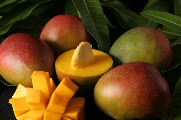 Exotic Mango Plant Varieties for Your Garden (Kent) ) Live Mango 1 Plant (Mangifera indica) – Grafted Variety  -Fruit Plants