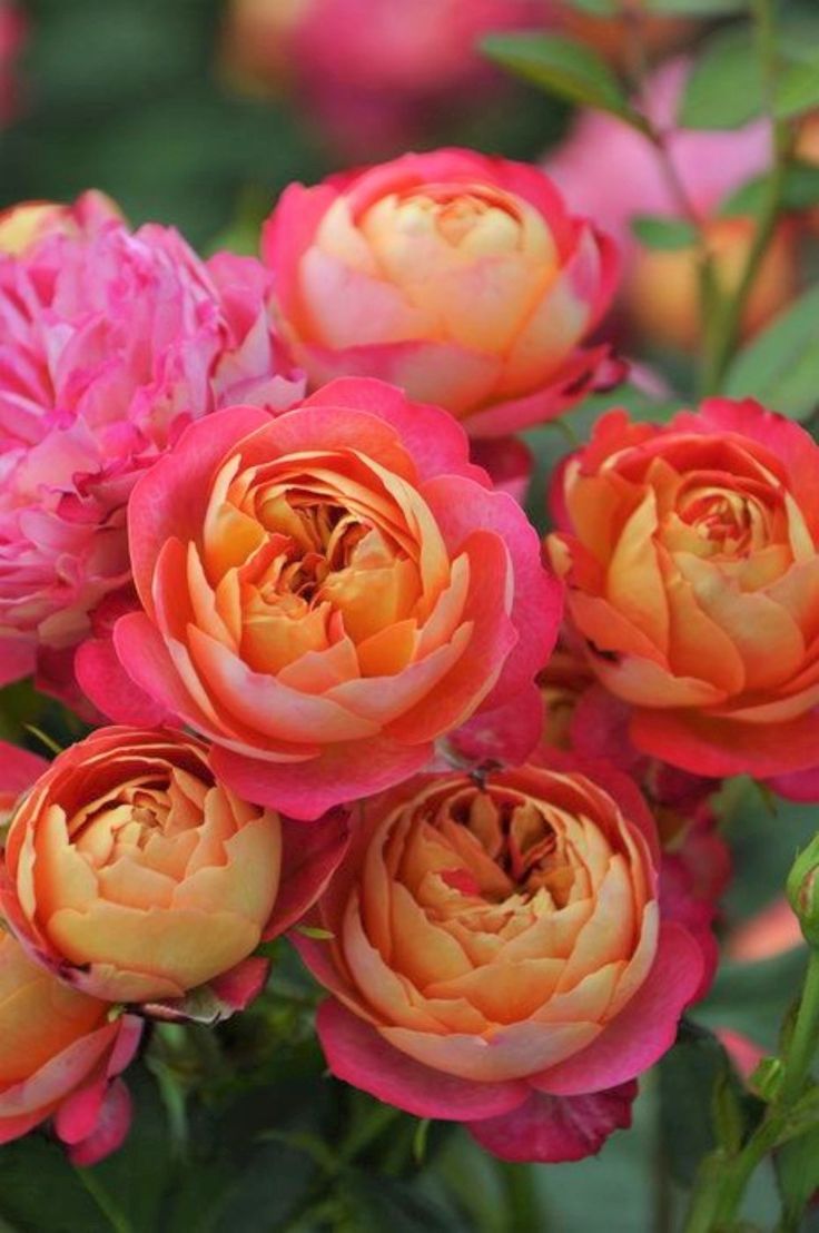 Exotic Hybrid Climbing Rose Flower Seeds – Pack of 20  - Baby Romantica - Rose Seeds