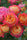 Exotic Hybrid Climbing Rose Flower Seeds – Pack of 20  - Baby Romantica - Rose Seeds