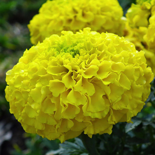 🌼 Bright Yellow Marigold Flower Seeds – Pack of 30 - Flower Seeds