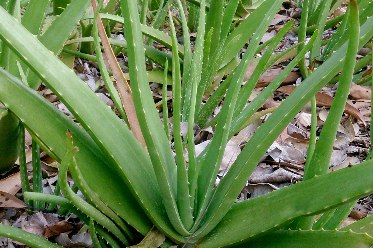 Versatile Aloe Vera Medicinal Plant: Soothing, Healing, Easy-Care, Natural Remedy Solution