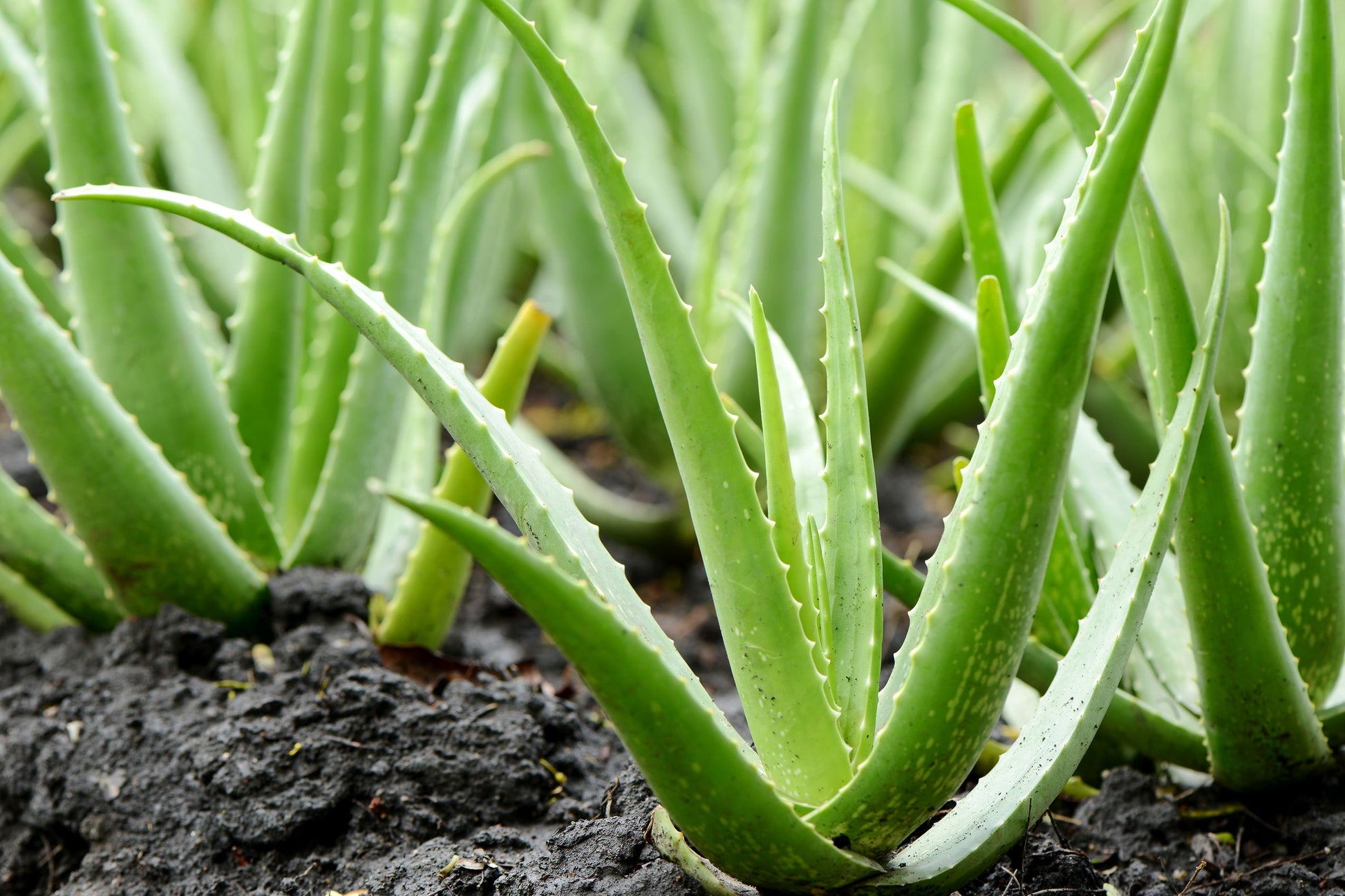 Versatile Aloe Vera Medicinal Plant: Soothing, Healing, Easy-Care, Natural Remedy Solution