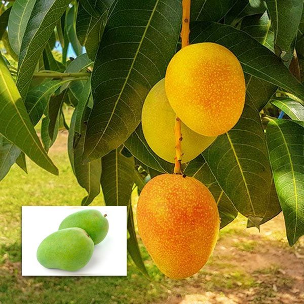 Mango Plant (Alphonso) Live Mango 1 Plant (Mangifera indica) – Grafted Variety  -Fruit Plants