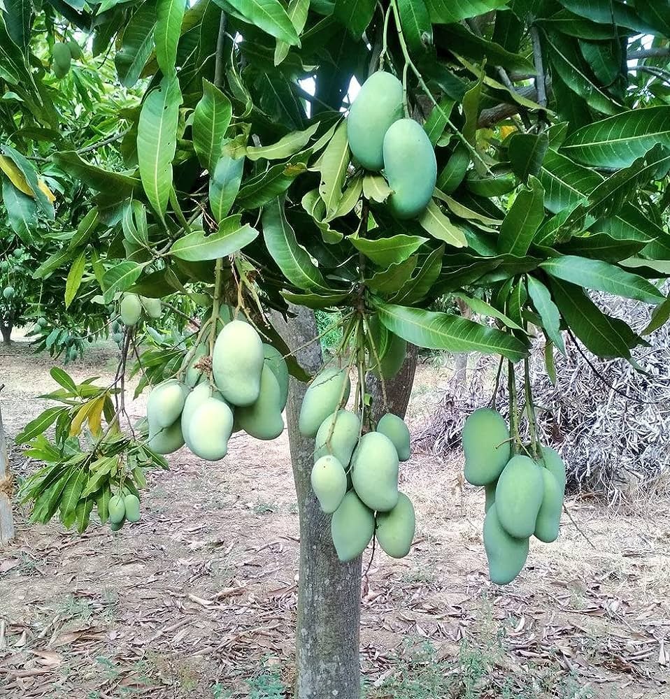 Mango Plant (Chausa)) ) Live Mango 1 Plant (Mangifera indica) – Grafted Variety  -Fruit Plants
