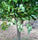 Mango Plant (Chausa)) ) Live Mango 1 Plant (Mangifera indica) – Grafted Variety  -Fruit Plants