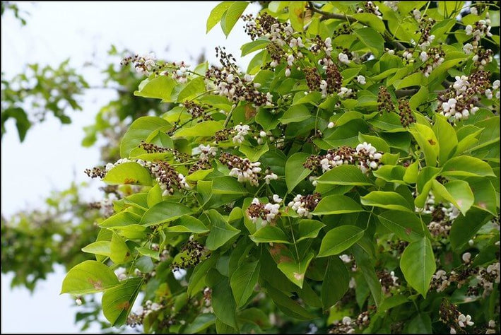 Pongamia Pinnata-Medicinal Plant