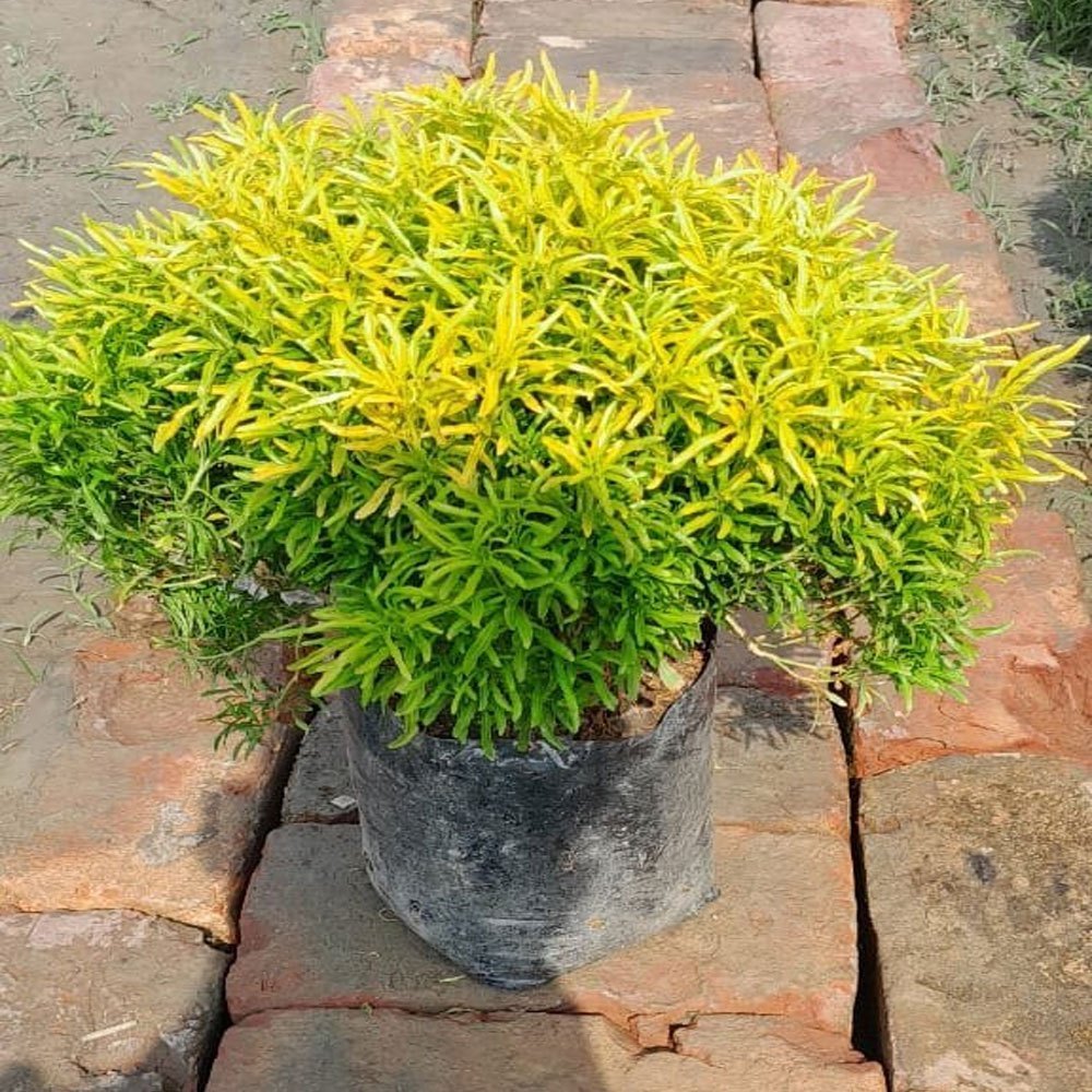 Rare Golden Ball Aralia Live Plant | Healthy Decorative Indoor & Outdoor Plant - Best Selling
