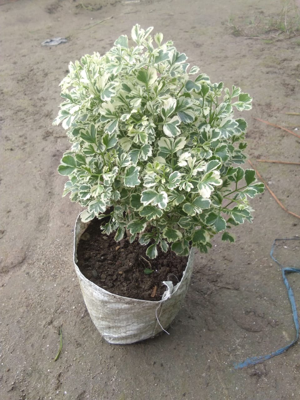 Aralia Miniature White Variegated – Healthy Live Indoor Plant with White Pot | Air Purifying Plant for Home & Office Décor - Best Selling