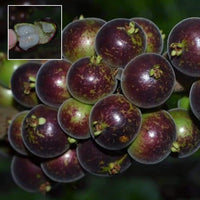 Jaboticaba Mucuri (Plinia Sp.Peluda Do Mucuri) Fruit Plant