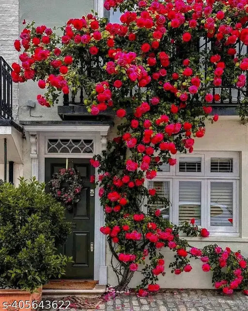 Exotic Hybrid Climbing Rose Flower Seeds – Pack of 20  - Fiona - Rose Seeds