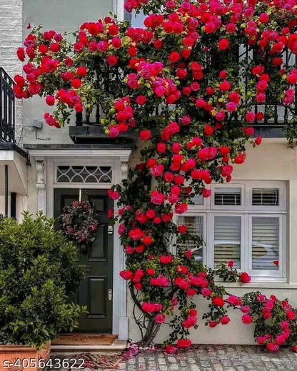 Exotic Hybrid Climbing Rose Flower Seeds – Pack of 20  - Fiona - Rose Seeds