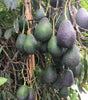 Lamb Hass Avocado Seeds – Pack of 2 - Fruit Seeds