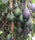 Lamb Hass Avocado Seeds – Pack of 2 - Fruit Seeds