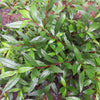 Ayapana Triplinervis Medicinal Plant: Live, Healthy, Polybag-Grown for Wellness