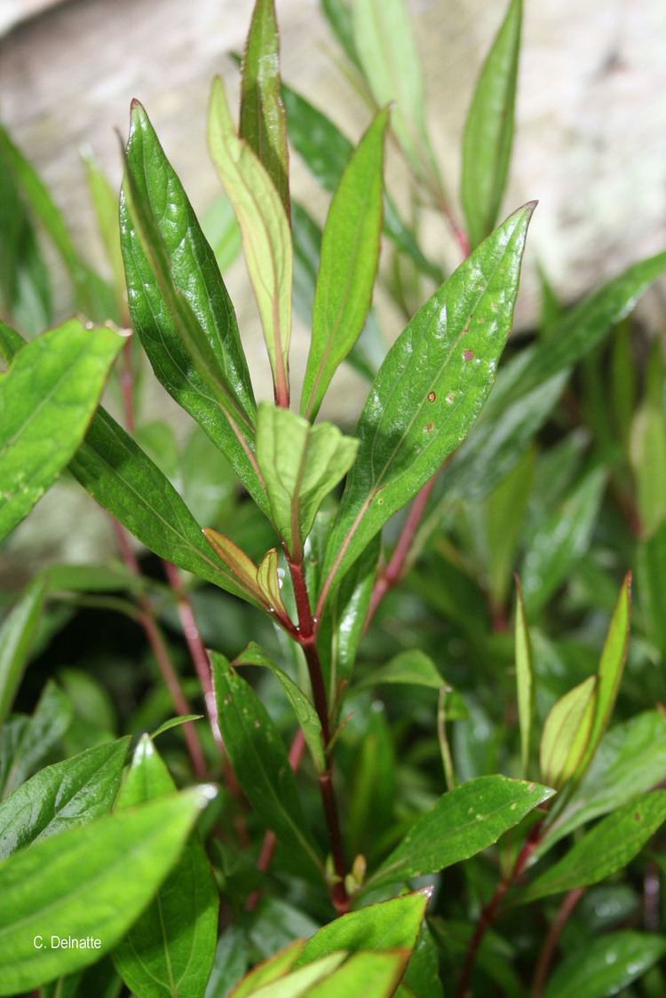 Ayapana Triplinervis Medicinal Plant: Live, Healthy, Polybag-Grown for Wellness