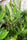 Ayapana Triplinervis Medicinal Plant: Live, Healthy, Polybag-Grown for Wellness