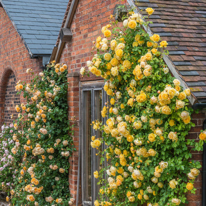 Exotic Hybrid Climbing Rose Flower Seeds – Pack of 20  - Good as gold - Rose Seeds