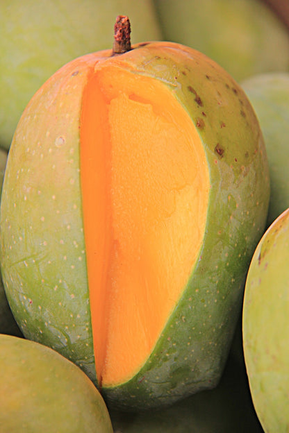 Mango Plant (Kesar) Live Mango 1 Plant (Mangifera indica) – Grafted Variety  -Fruit Plants