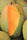 Mango Plant (Kesar) Live Mango 1 Plant (Mangifera indica) – Grafted Variety  -Fruit Plants