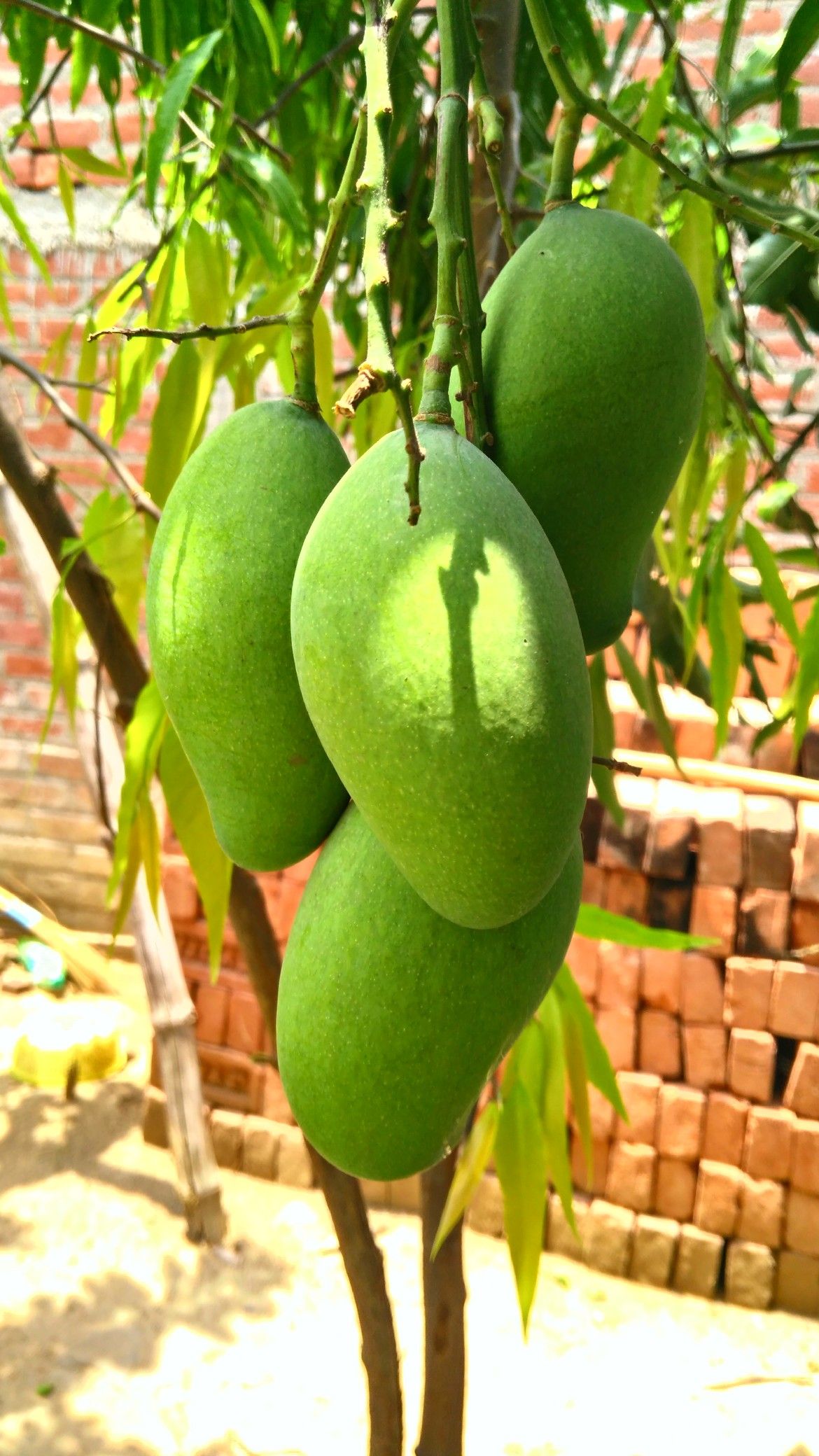 Mango Plant (Mallika) ) Live Mango 1 Plant (Mangifera indica) – Grafted Variety  -Fruit Plants