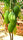 Mango Plant (Mallika) ) Live Mango 1 Plant (Mangifera indica) – Grafted Variety  -Fruit Plants