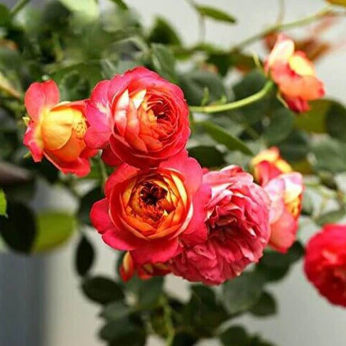 Exotic Hybrid Climbing Rose Flower Seeds – Pack of 20  - Baby Romantica - Rose Seeds