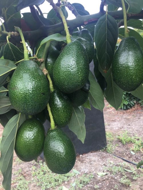 Bacon Avocado Seeds – Pack of 2 - Fruit Seeds