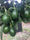 Bacon Avocado Seeds – Pack of 2 - Fruit Seeds
