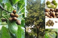 Terminalia Bellirica-Medicinal Plant