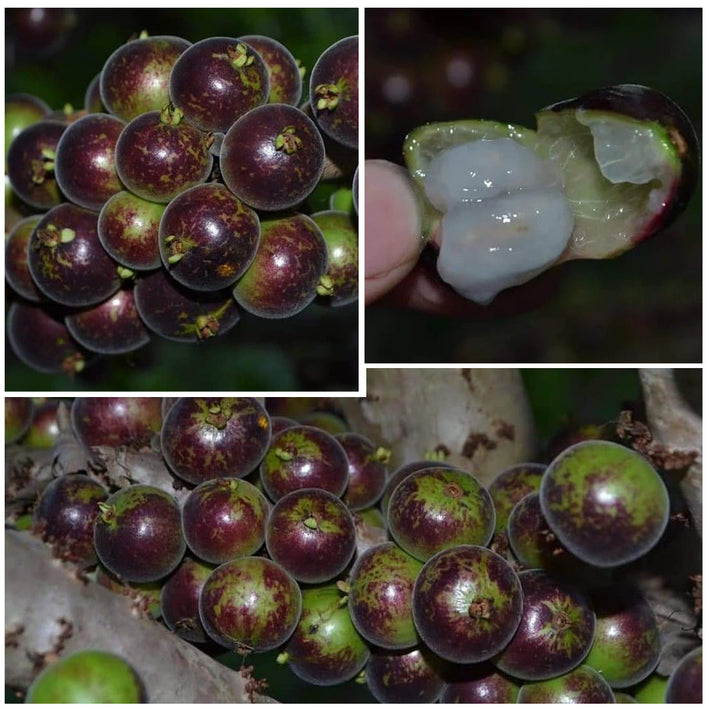 Jaboticaba Mucuri (Plinia Sp.Peluda Do Mucuri) Fruit Plant