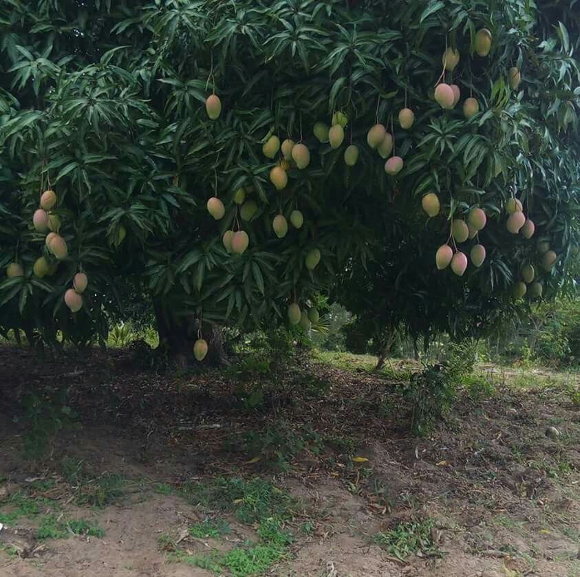 Exotic Mango Plant Varieties for Your Garden (Kent) ) Live Mango 1 Plant (Mangifera indica) – Grafted Variety  -Fruit Plants