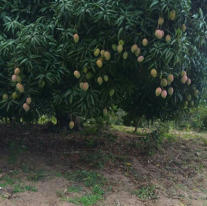 Exotic Mango Plant Varieties for Your Garden (Kent) ) Live Mango 1 Plant (Mangifera indica) – Grafted Variety  -Fruit Plants