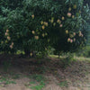 Exotic Mango Plant Varieties for Your Garden (Kent) ) Live Mango 1 Plant (Mangifera indica) – Grafted Variety  -Fruit Plants