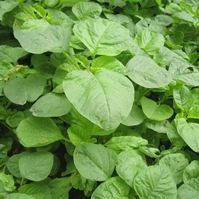 ARKA Varna -TFL Veg.AMARANTH Hybrid -Vegetable Seeds