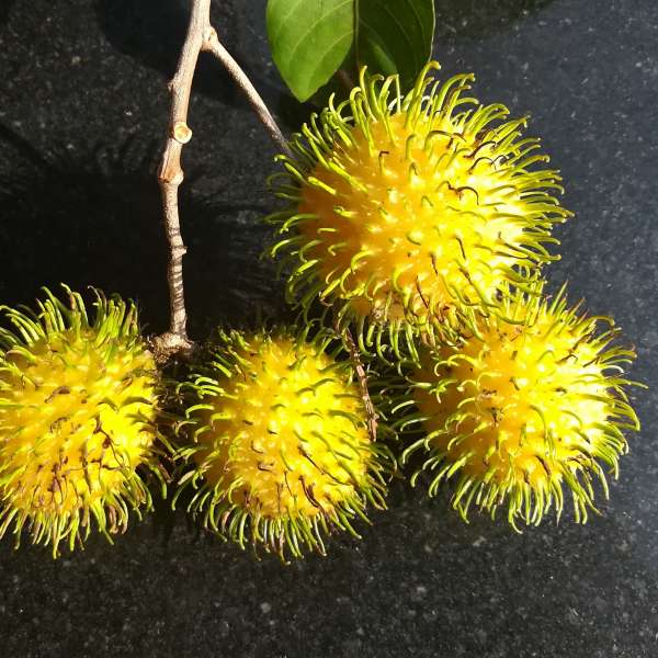 Rambutan Muar Gading Hybrid Fruit Plant: Sweet, Juicy, Easy-Peel Tropical Delight