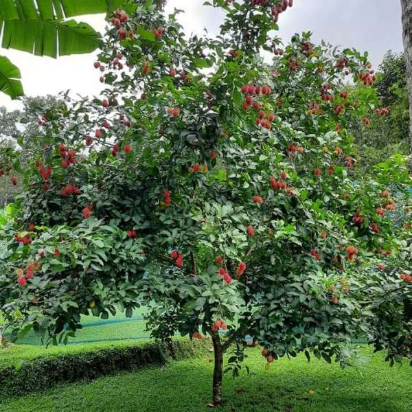 N18 Rambutan Hybrid Exotic Fruit Seeds, Pack of 5 - Fruit Seeds