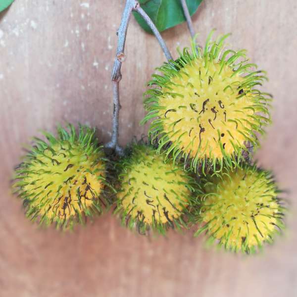 Rambutan Muar Gading Hybrid Fruit Plant: Sweet, Juicy, Easy-Peel Tropical Delight
