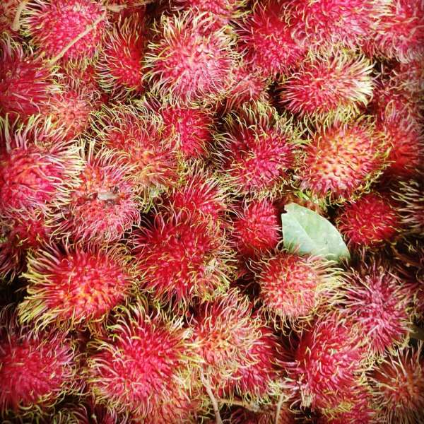 Maharlika Rambutan Hybrid Fruit Plant: Sweet, Juicy, Freestone, Grafted Variety