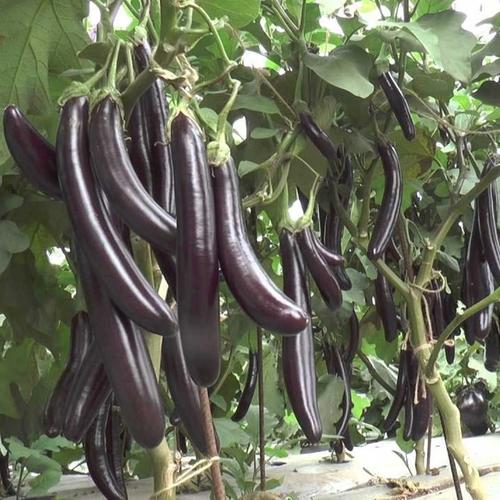 🍆 Brinjal (Black) F1 Hybrid Seeds – Pack of 50 - Vegetable Seeds