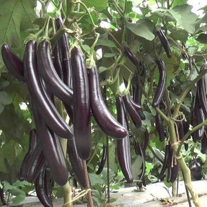 🍆 Brinjal (Black) F1 Hybrid Seeds – Pack of 50 - Vegetable Seeds